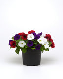 Petunia - E3 Easy Wave White