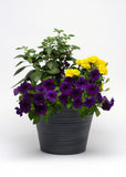 Marigold - Bonanza Yellow