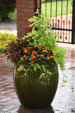 Coleus - FlameThrower Chili Pepper