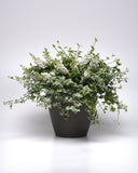 Helichrysum - Silver Licorice