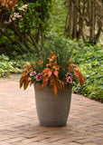 Gazania - New Day Pink Shades
