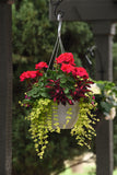 Coleus - FlameThrower Adobo Pink