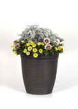 Gazania - New Day Rose Stripe