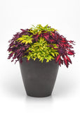 Coleus - FlameThrower Adobo Pink