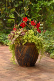 Mandevilla - MegaFlora Red