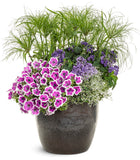 Petunia - Supertunia Hoopla Vivid Orchid