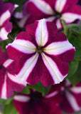 Petunia - Madness Burgundy Star