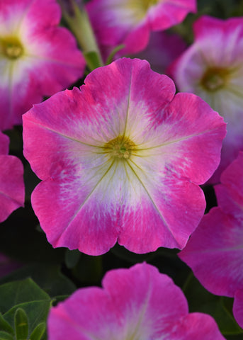 Petunia - Madness Rose Morn