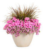 Petunia - Supertunia Vista Bubblegum