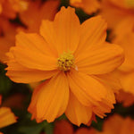 Cosmos - Mandarin Orange