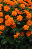 Cosmos - Mandarin Orange