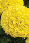 Marigold - Perfection Yellow