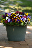 Pansy - Matrix Blotch Mix