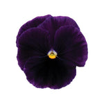 Pansy - Matrix Purple