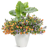 Scaevola - Whirlwind Blue