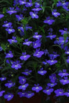 Lobelia - Regatta Midnight Blue