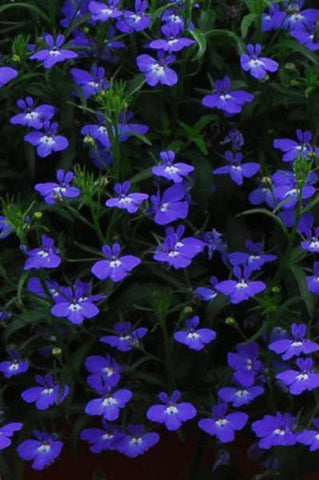 Lobelia - Regatta Midnight Blue