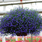 Lobelia - Regatta Midnight Blue