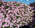 Calibrachoa - MiniFamous Uno Dbl PinkTastic