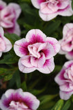 Calibrachoa - MiniFamous Uno Dbl PinkTastic