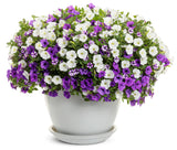 Petunia - Supertunia Mini Vista Violet Star