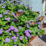 Ageratum - Monarch Magic