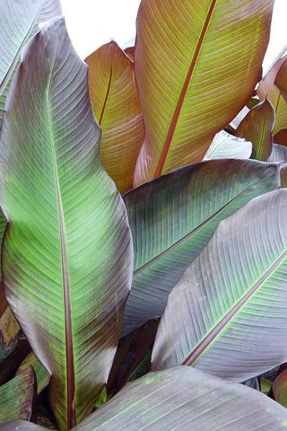 Ornamental Banana - Red Leaf