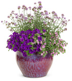 Petunia - Supertunia Royal Velvet