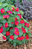 Nasturtium - Baby Rose