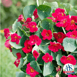 Nasturtium - Baby Rose