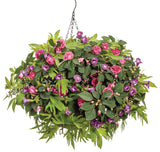 Ipomea - Sweet Caroline Medusa Green