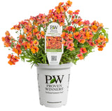 Nemesia - Sunsatia Blood Orange