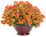 Nemesia - Sunsatia Blood Orange