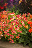 Nemesia - Sunsatia Blood Orange