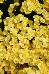 Nemesia - Sunsatia Lemon