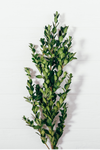Boxwood