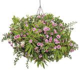 Ipomea - Sweet Caroline Medusa Green