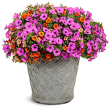 Petunia - Supertunia Vista Jazzberry