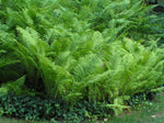 Ostrich Fern - Matteuccia Struthiopteris