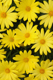 Osteospermum - Voltage Yellow