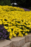 Osteospermum - Voltage Yellow