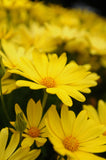 Osteospermum - Voltage Yellow
