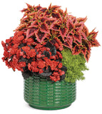 Begonia - Solenia Chocolate Orange