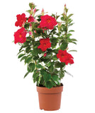 Dipladenia - Tropica Grande Red