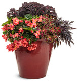 Ipomoea - Sweet Caroline Medusa Black