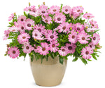 Osteospermum - Bright Lights Pink