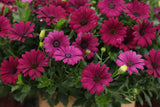 Osteospermum - Bright Lights Purple