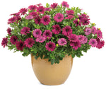 Osteospermum - Bright Lights Purple