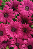 Osteospermum - Bright Lights Purple