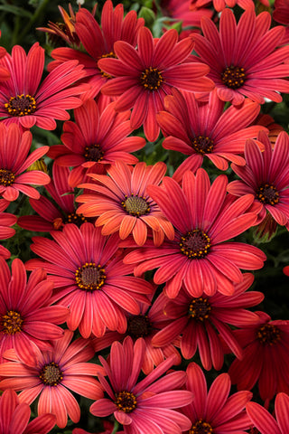 Osteospermum - Bright Lights Red